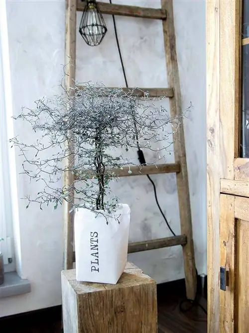 Вуд, Филиал, Веточка, Цветочный горшок, Крепление, Утюг, Лиственных пород, Светильник, Морилка, Натюрморт фотография,