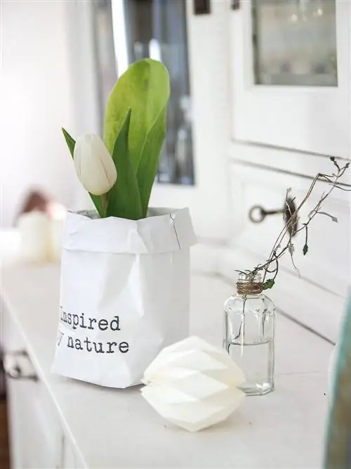 Беспозвоночные, лист, чирок, насекомое, членистоногие, прозрачный материал, сетчатокрылые насекомые, травянистое растение, семейство Арум, природный материал,