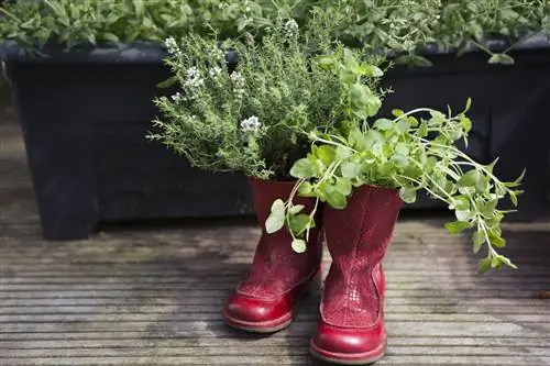старые ботинки переработаны и перепрофилированы в горшки для выращивания свежих трав, тимьяна и орегано
