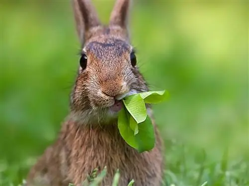 кролик в поле