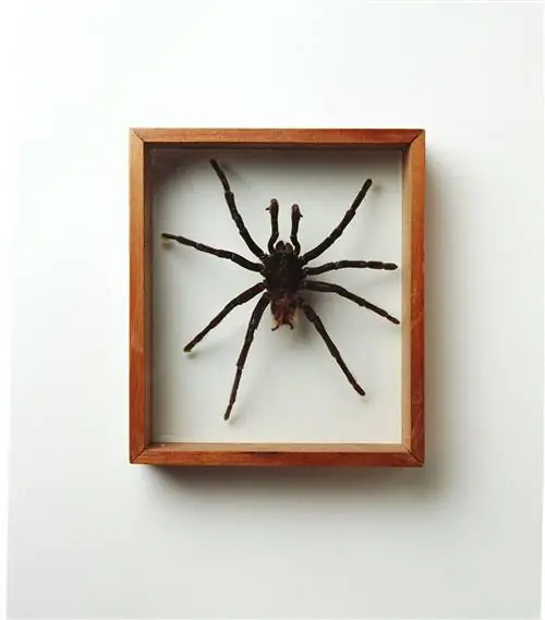 Хэллоуин украшаем стену рамками с пауками