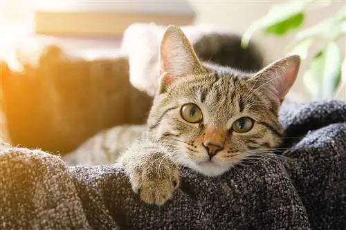 кошка