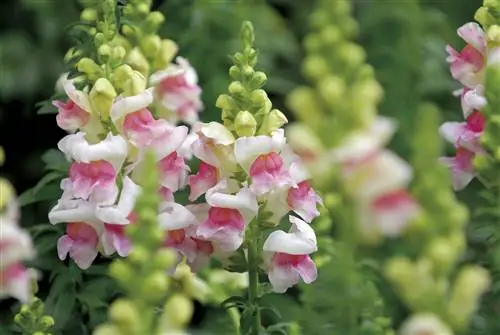 цветущее растение львиного зева, антиринум