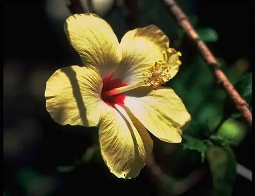 желтый цветок гибискуса