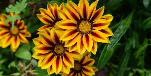 30 самых устойчивых к солнцу растений для вашего сада этим летом