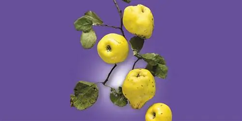 Все, что вам нужно знать об айве