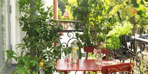 Как и как часто поливать растения