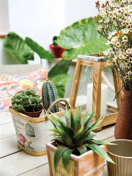 Цветочный горшок, Кактус, Комнатное растение, Цветок, Лист, Суккулент, Комната,