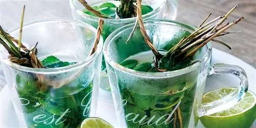 Detox план по очищению организма после праздников