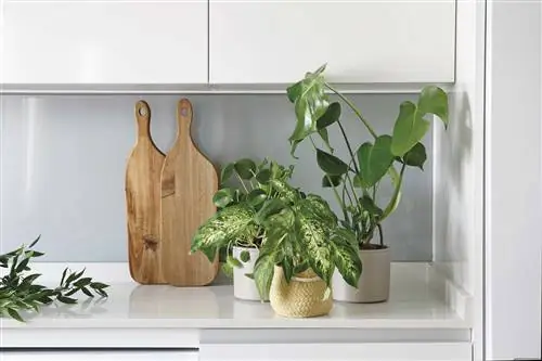 квартира в мадриде экзотические растения на кухне