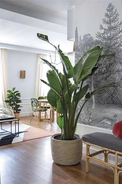 экзотическая квартира в мадриде