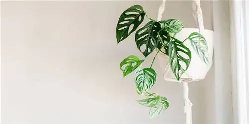 20 лучших подвесных растений для украшения дома