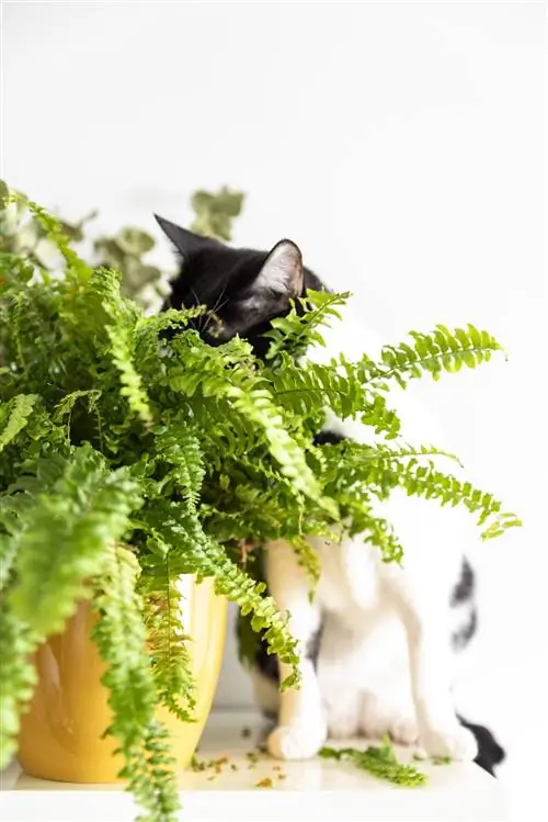 папоротник