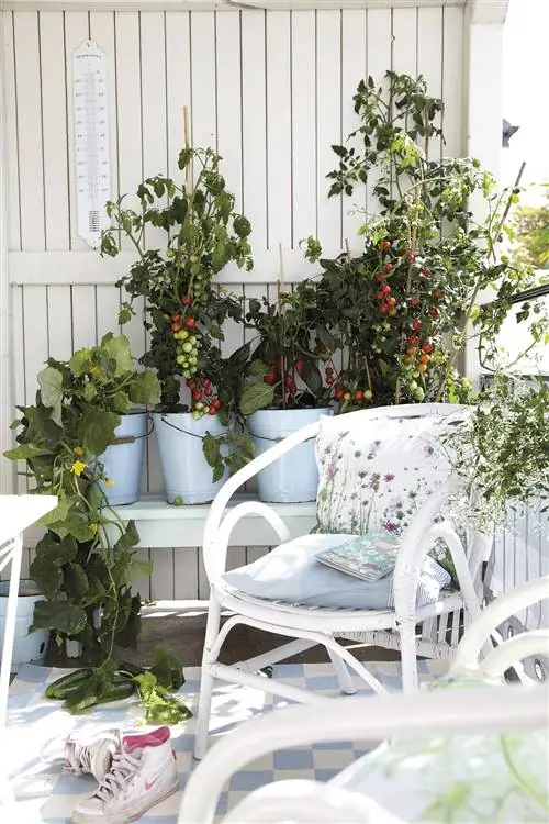 Террасы с мини-садом