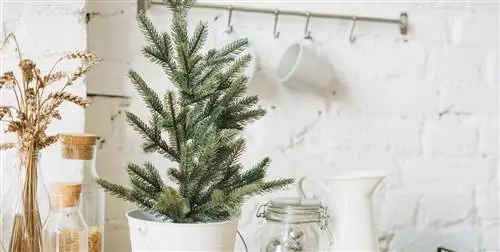 Как ухаживать за хвойными: особенности и полив