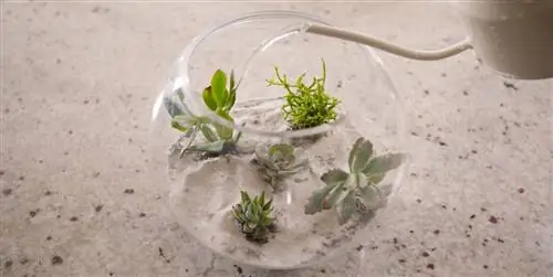 Узнайте, как сделать красивый террариум из суккулентов и суккулентов