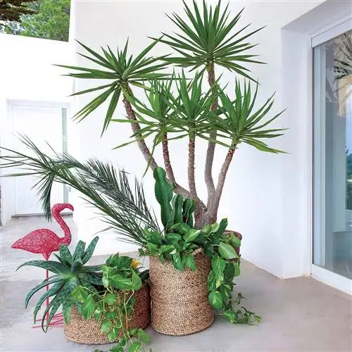 Сад: Горшечные растения