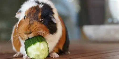 Все о морских свинках: уход, кормление, чистка