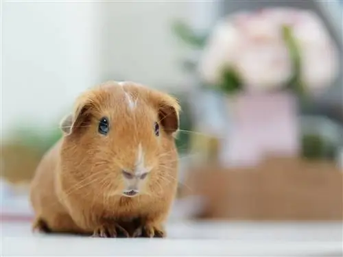 морская свинка