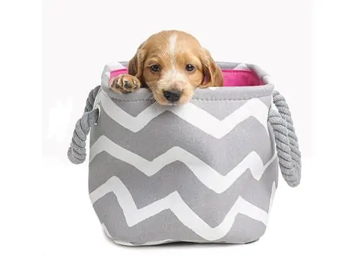 Порода собак, Коричневый, Позвоночные, Собака, Товары для собак, Хищник, Лежак для собак, Товары для домашних животных, Одежда для собак, Спортивная группа,