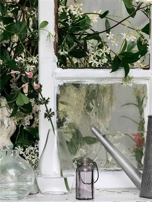 растения на окне