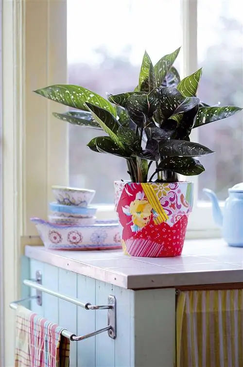 алаонема, комнатное растение с красивой листвой