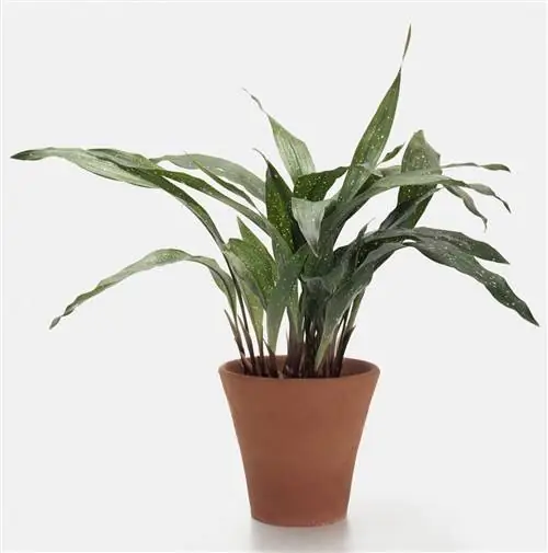 аспидистра растение