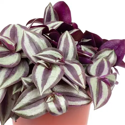 tradescantia zebrina, комнатное растение с очень эффектными листьями для украшения, на Амазонке