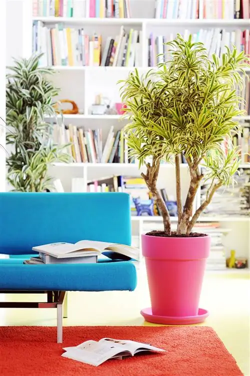 драцена - неприхотливое комнатное растение