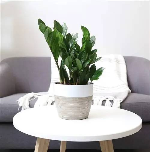простое в уходе комнатное растение zamioculcas zamiifolia или растение amazon zz