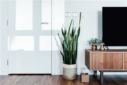 сансевьера растение