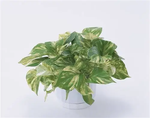 потос растение