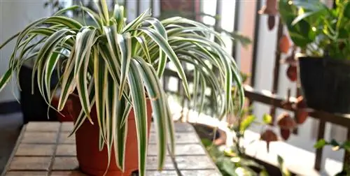 12 прост в обслуживании и уходе за комнатными растениями