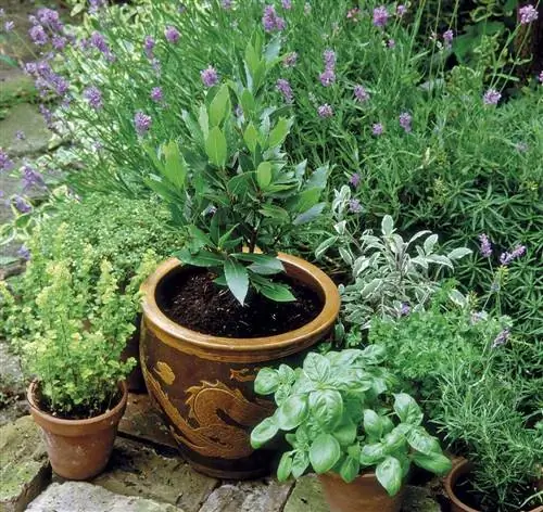 лавр в горшках