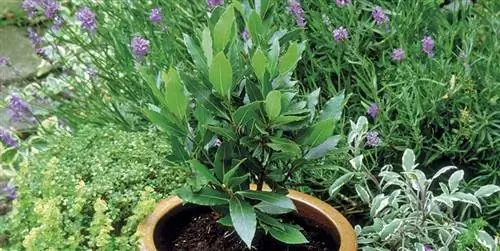 Как ухаживать за лавром: уход, сорта и полив