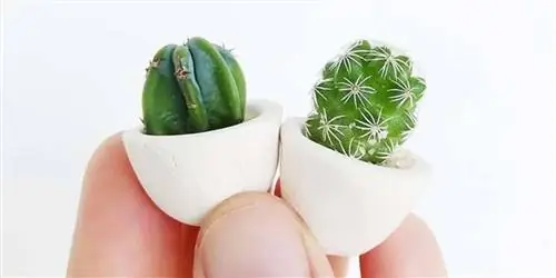 Микро кактусы, последняя тенденция в декоративных растениях