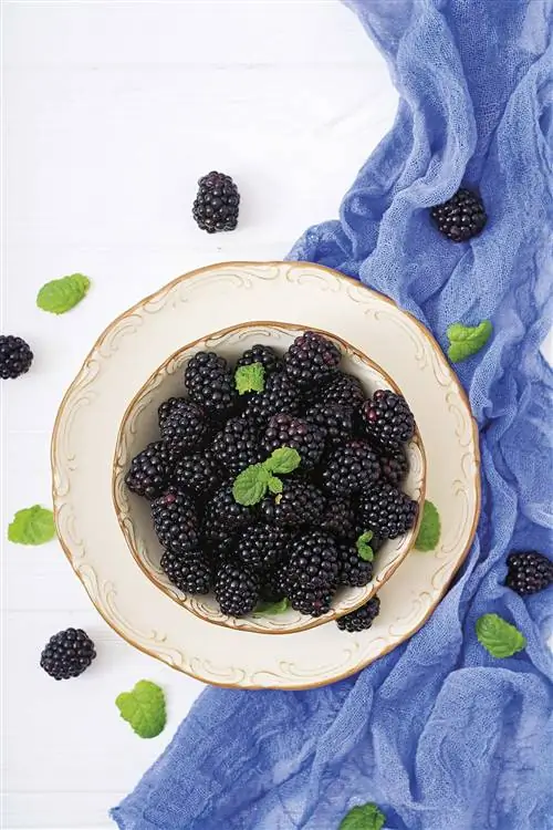 ягоды ежевики