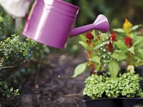 Лейка, Цветочный горшок, Растение, Цветок, Сад, Однолетнее растение, Трава,