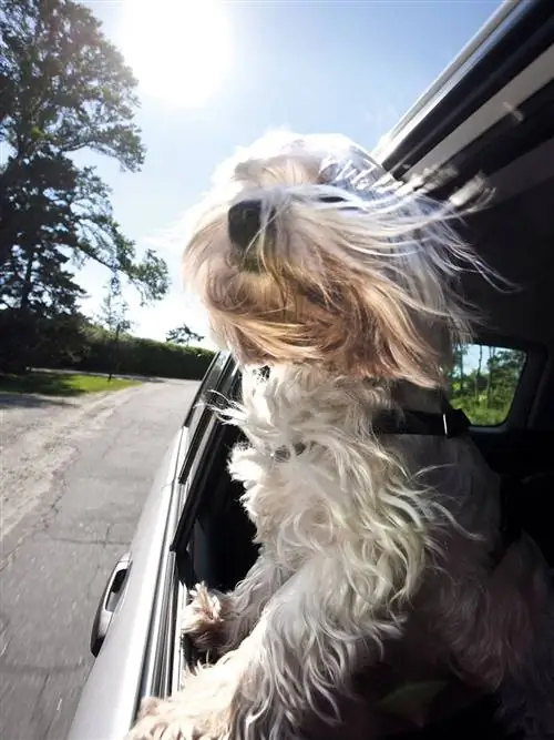 Собака, Canidae, Порода собак, Тибетский терьер, Мальтийская болонка, Плотоядное животное, Ши-тцу, Цвергшнауцер, Собака-компаньон, Терьер,