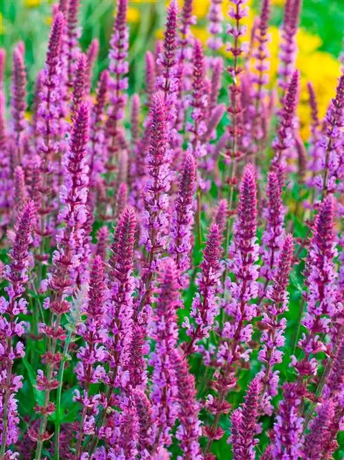 шалфей - уличное растение для украшения террас и садов