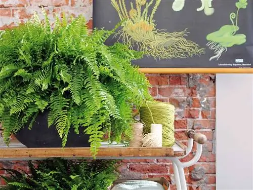 папоротник - комнатное и уличное растение