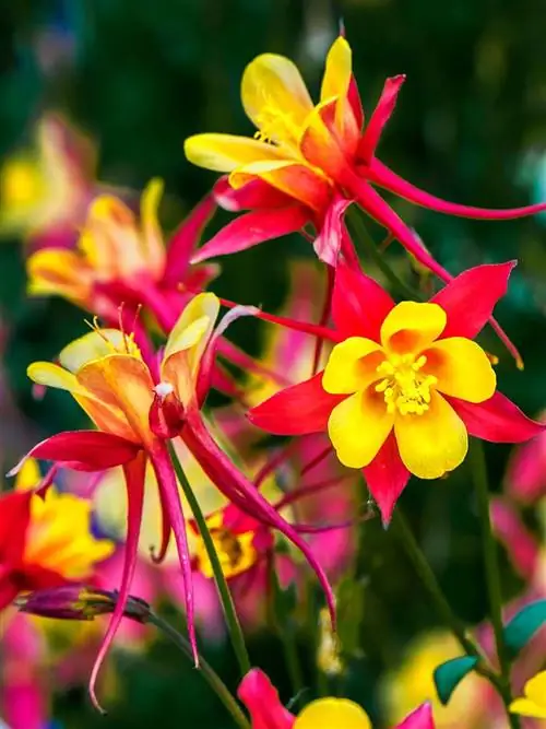 растение для открытого грунта, аквилегия, богатое красками для украшения