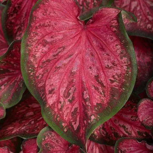 каладиум - комнатное и уличное растение с красивыми разноцветными листьями