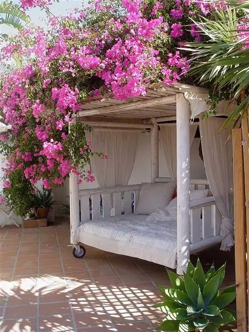 бугенвиллии - вьющиеся растения, идеально подходящие для украшения террас