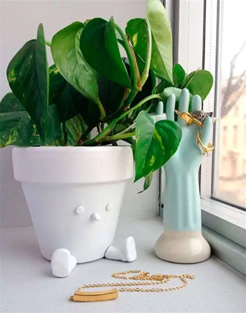 потос, висячее комнатное растение