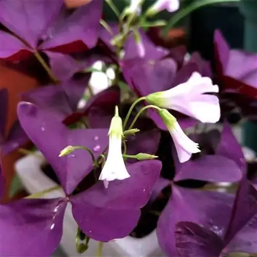 oxalis, очень эффектное уличное растение с листьями, которые открываются днем и закрываются ночью