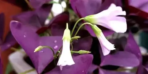 Самые модные комнатные и уличные цветы и растения для вашего дома