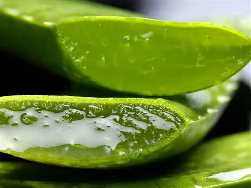 зеленый, растение, еда, лист, крупный план, продукция, алоэ, фрукты, овощи, зеленый, растение, еда, лист, крупный план, продукция, алоэ, фрукты, овощи,