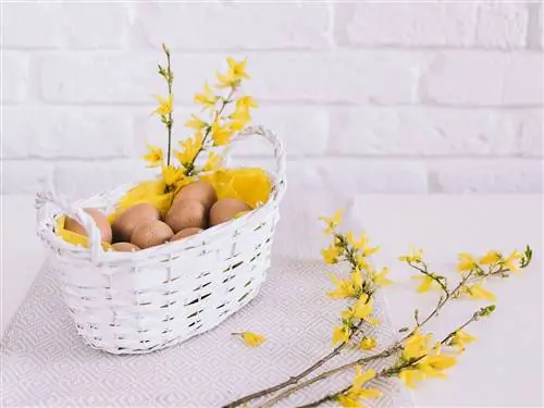 Желтый, Веточка, Филиал, Срезанные цветы, Цветок, Корзина, Растение, Таблица, Форзиция, Корзина для хранения, Желтый, Веточка, Филиал, Срезанные цветы, Цветок, Корзина, Растение, Таблица, Форзиция, Корзина для хранения,