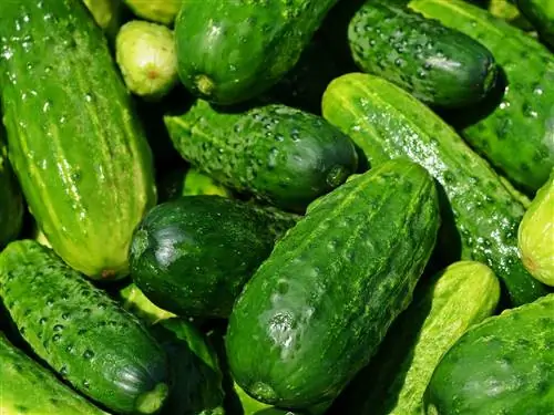 Натуральные продукты, Огурец, тыква и семья дыни, Огурец, Алая тыква, Огурец, Овощной, Растение, Cucumis, Еда, Огурец, Натуральные продукты, Огурец, тыква и семья дыни, Огурец, Алая тыква, Огурец, Овощной, Растение, Cucumis, Еда, Огурец,